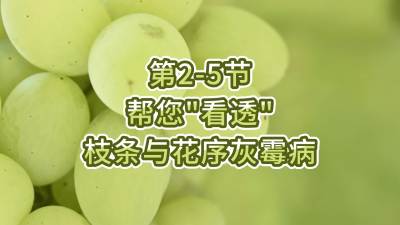 第2-5节-帮您&ldquo;看透&rdquo;枝条与花序灰霉病