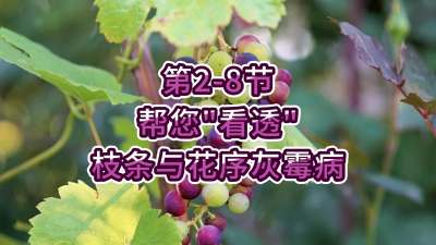 第2-8节-帮您&ldquo;看透&rdquo;枝条与花序灰霉病