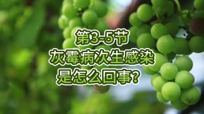 第3-5节-灰霉病次生感染是怎么回事？