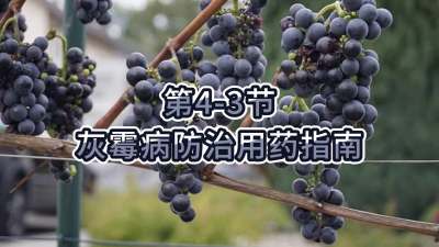 第4-3节-灰霉病防治用药指南