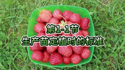 第1-1节-生产苗定植时的标准