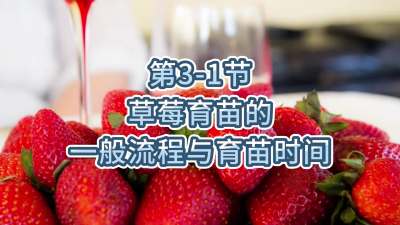 第3-1节-草莓育苗的一般流程与育苗时间