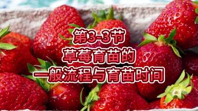 第3-3节-草莓育苗的一般流程与育苗时间