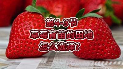 第4-3节-草莓育苗的田地怎么选择？