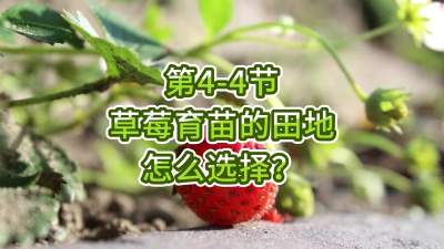 第4-4节-草莓育苗的田地怎么选择？