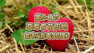 第5-1节-草莓育苗田地如何消毒处理？