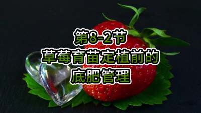 第8-2节-草莓育苗定植前的底肥管理
