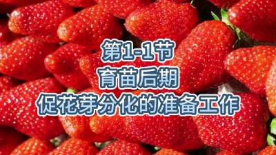 第1-1节-育苗后期促花芽分化的准备工作