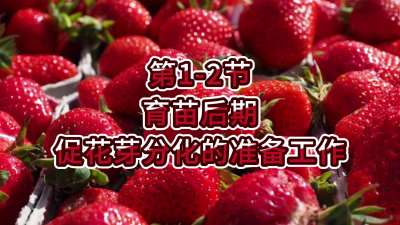 第1-2节-育苗后期促花芽分化的准备工作