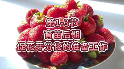 第1-3节-育苗后期促花芽分化的准备工作