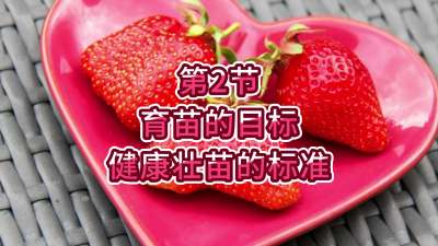 第2节-育苗的目标-健康壮苗的标准