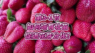 第3-1节-如何培育壮苗、促进花芽分化？