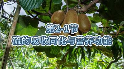 第2-1节-硫的吸收同化与营养功能