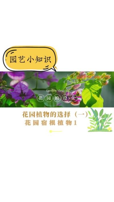 花园植物的选择&mdash;&mdash;花园宿根植物1