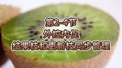 第2-4节-外控内促，结果枝和更新枝同步管理