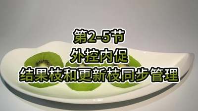 第2-5节-外控内促，结果枝和更新枝同步管理