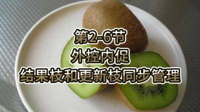 第2-6节-外控内促，结果枝和更新枝同步管理