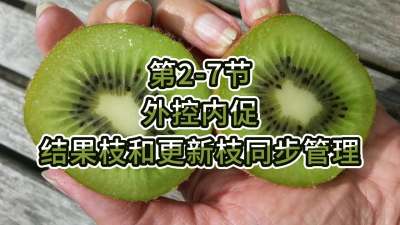 第2-7节-外控内促，结果枝和更新枝同步管理