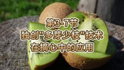 第3-7节-独创&ldquo;多芽少枝&rdquo;技术在摘心中的应用