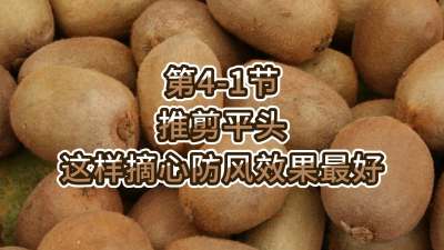 第4-1节-推剪平头-这样摘心防风效果最好