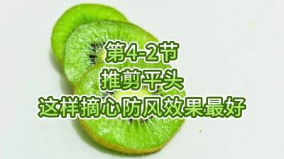 第4-2节-推剪平头-这样摘心防风效果最好
