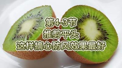 第4-3节-推剪平头-这样摘心防风效果最好