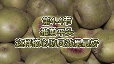 第4-4节-推剪平头-这样摘心防风效果最好