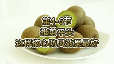 第4-6节-推剪平头-这样摘心防风效果最好
