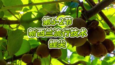 第5-2节-新西兰流行技术-捏尖