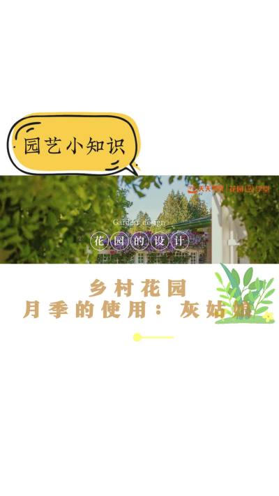 乡村花园月季的使用：灰姑娘
