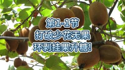 第1-1节-打破少花无果，环剥挂果升糖！