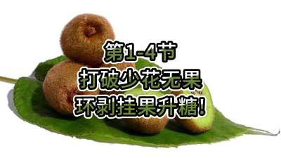 第1-4节-打破少花无果，环剥挂果升糖！