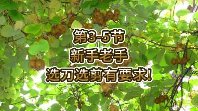 第3-5节-新手老手，选刀选剪有要求！