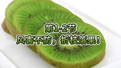 第1-2节-风害不防，折枝落果！