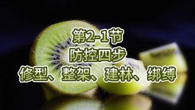 第2-1节-防控四步-修型、整架、建林、绑缚