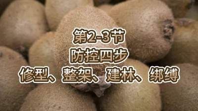 第2-3节-防控四步-修型、整架、建林、绑缚