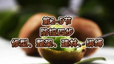 第2-5节-防控四步-修型、整架、建林、绑缚