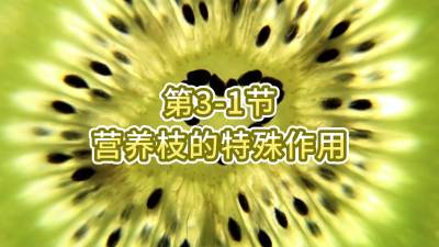 第3-1节-营养枝的特殊作用