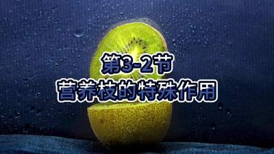 第3-2节-营养枝的特殊作用