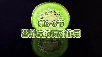 第3-3节-营养枝的特殊作用