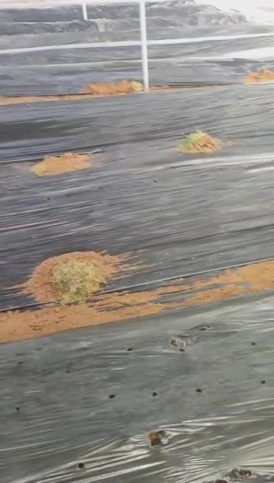 赤松茸冬季晚种管理方法！