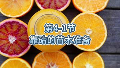 第4-1节-靠砧的苗木准备