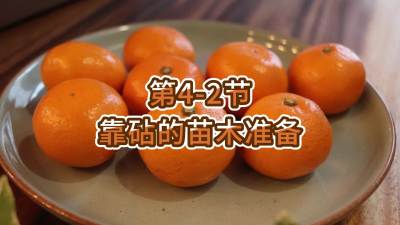 第4-2节-靠砧的苗木准备