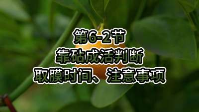 第6-2节-靠砧成活判断、取膜时间、注意事项
