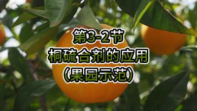 第3-2节-桐硫合剂的应用（果园示范）