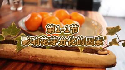 第1-1节-影响花芽分化的因素