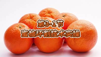 第3-1节-蜜柚环割技术实操
