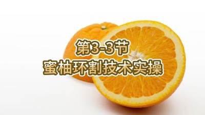 第3-3节-蜜柚环割技术实操