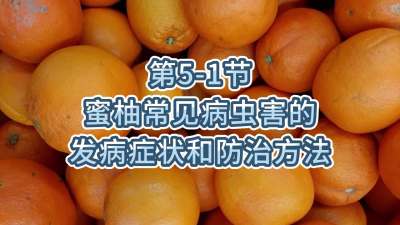 第5-1节-蜜柚常见病虫害的发病症状和防治方法