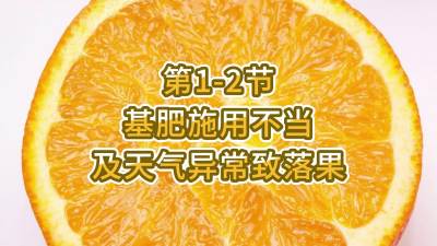 第1-2节-基肥施用不当及天气异常致落果